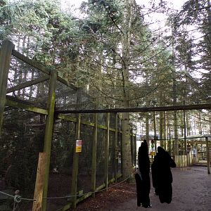 View of Scottish wildcat overhead tunnels 5.4.24