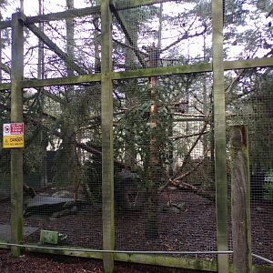 Scottish wildcat enclosure 5.4.24