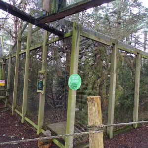 Scottish wildcat enclosure 5.4.24