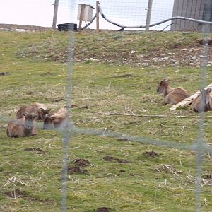 Himalayan tahr 5.4.24
