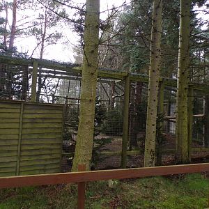 European eagle owl aviary 5.4.24