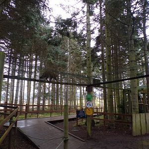 Scottish wildcat using overhead tunnels 5.4.24