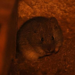 olive grass mouse (Abrothrix olivacea)- Las Chinchillas National Reserve Nocturama