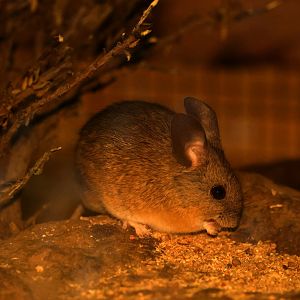 Darwin's leaf-eared mouse (Phyllotis darwini)- Las Chinchillas National Reserve Nocturama