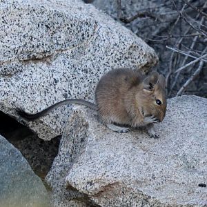 common degu (Octodon degus)