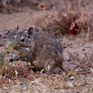 common degu (Octodon degus)
