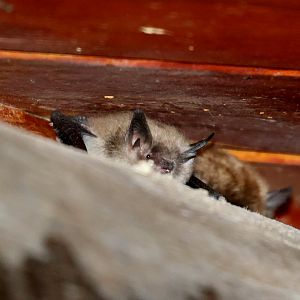 Valparaiso Myotis (Myotis arescens)