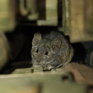 Bennett's chinchilla rat (Abrocoma bennettii)