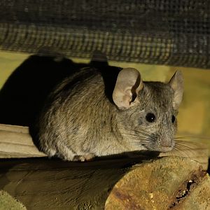 Bennett's chinchilla rat (Abrocoma bennettii)