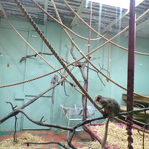 Crowned lemurs in temporary enclosure 9.4.24