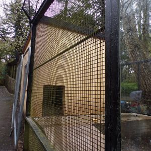 New red river hog enclosure construction 9.4.24