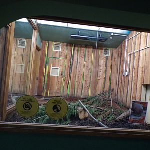 Three-banded armadillo in former male koala enclosure 9.4.24