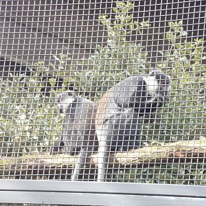 L’hoest’s monkeys in new enclosure 9.4.24