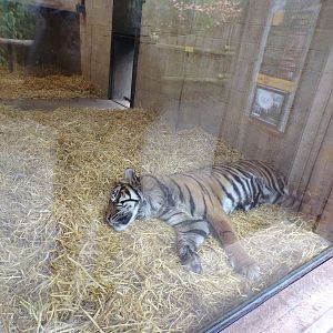 Sumatran tiger 9.4.24