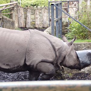 Indian rhinoceros “Qabid” with a bucket on his head 9.4.24