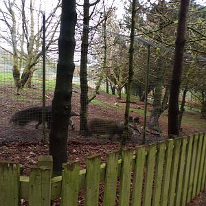 Giant anteaters 9.4.24