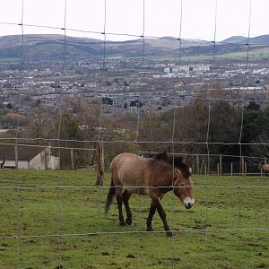 Prezwalski’s horse and a view 9.4.24