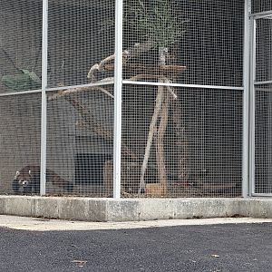 Female Chinese Red Panda - Quarantine