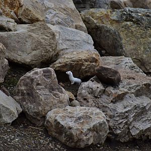 Stoat (Wild) - The Grasslands - African Savanna