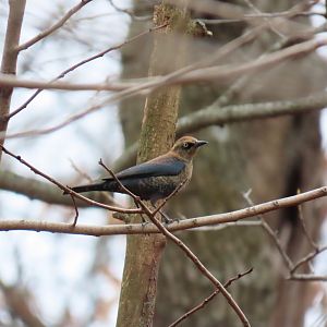 Rusty Blackbird (Euphagus carolinus)