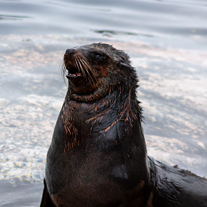 Brown fur seal