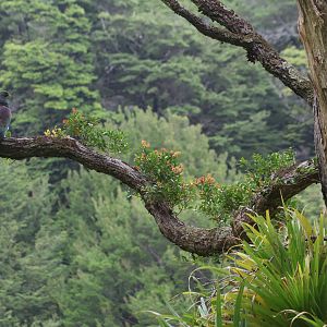 Kererū, Kererū Road Track, Days Bay (Eastbourne, Lower Hutt, Wellington)