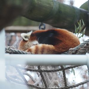 Styan's Red Panda