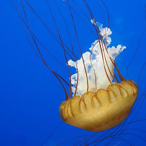 Pacific Sea Nettle
