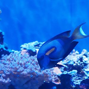 Orange Band Surgeonfish