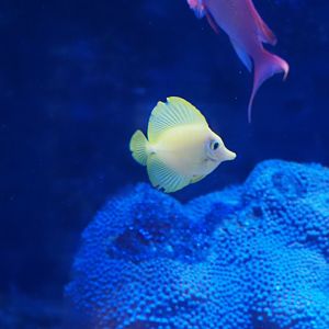 Yellow Tang