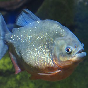 Red-Bellied Piranha