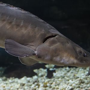 Lake Sturgeon