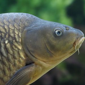 Common Carp