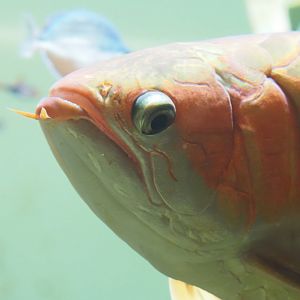 Asian Arowana