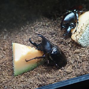 Brown Rhinoceros Beetle
