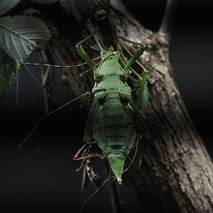Malayan Jungle Nymph