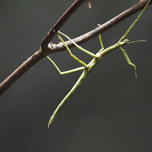 Giant Northern Stick Insect