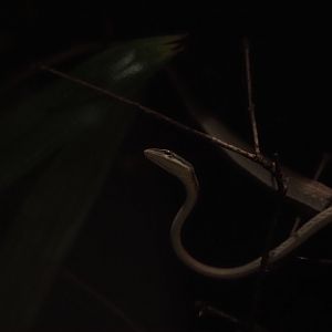 Burmese Vine Snake