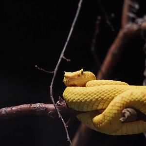 Eyelash Viper