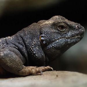 San Esteban Island Chuckwalla