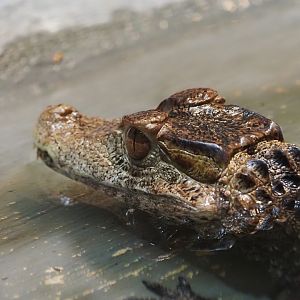 Cuvier's Dwarf Caiman