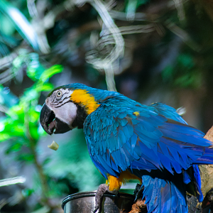 Blue and gold macaw