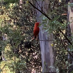 'I'iwi (Drepanis coccinea)