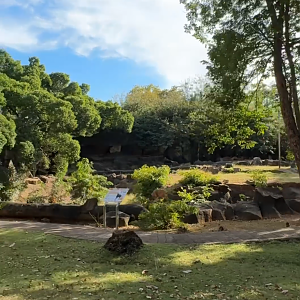 Chinese serow exhibit