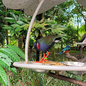 Allen's Gallinule (Porphyrio alleni)