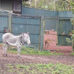 Grevy’s zebra and nyala 9.4.24