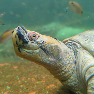 Burmese Roofed Turtle (Batagur trivittata)