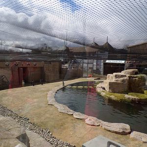 Humboldt penguin enclosure 12.4.24