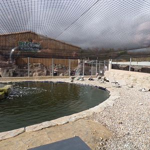 Humboldt penguin enclosure 12.4.24