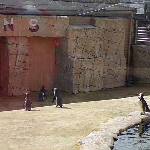 Humboldt penguins 12.4.24